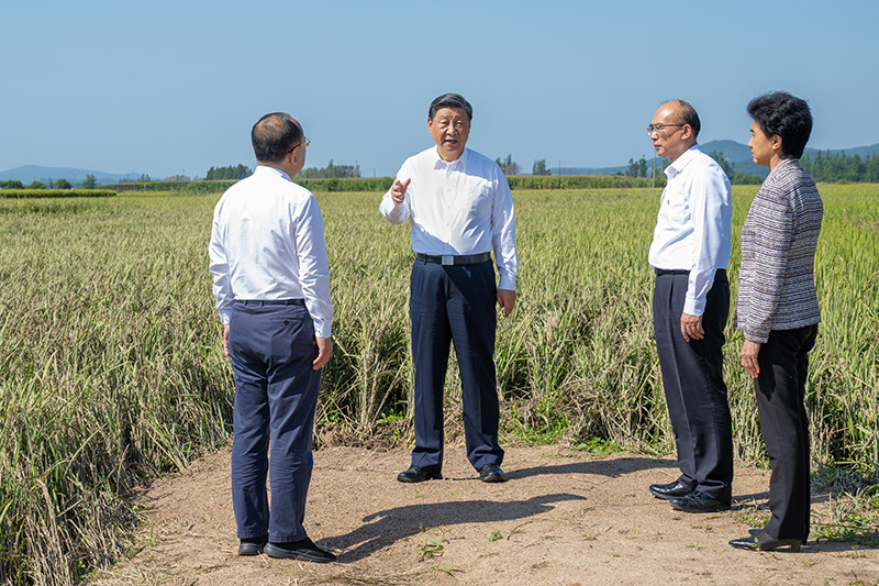 9月6日至8日，中共中央總書(shū)記、國(guó)家主席、中央軍委主席習(xí)近平在黑龍江考察。這是7日上午，習(xí)近平在遭受洪澇災(zāi)害的哈爾濱尚志市老街基鄉(xiāng)龍王廟村，察看水稻受災(zāi)情況。